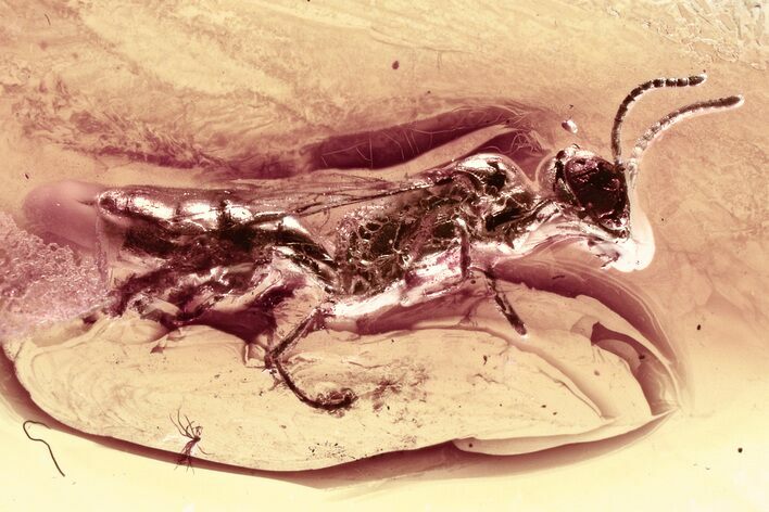 Detailed Fossil Wasp (Sphecidae) In Baltic Amber #321895